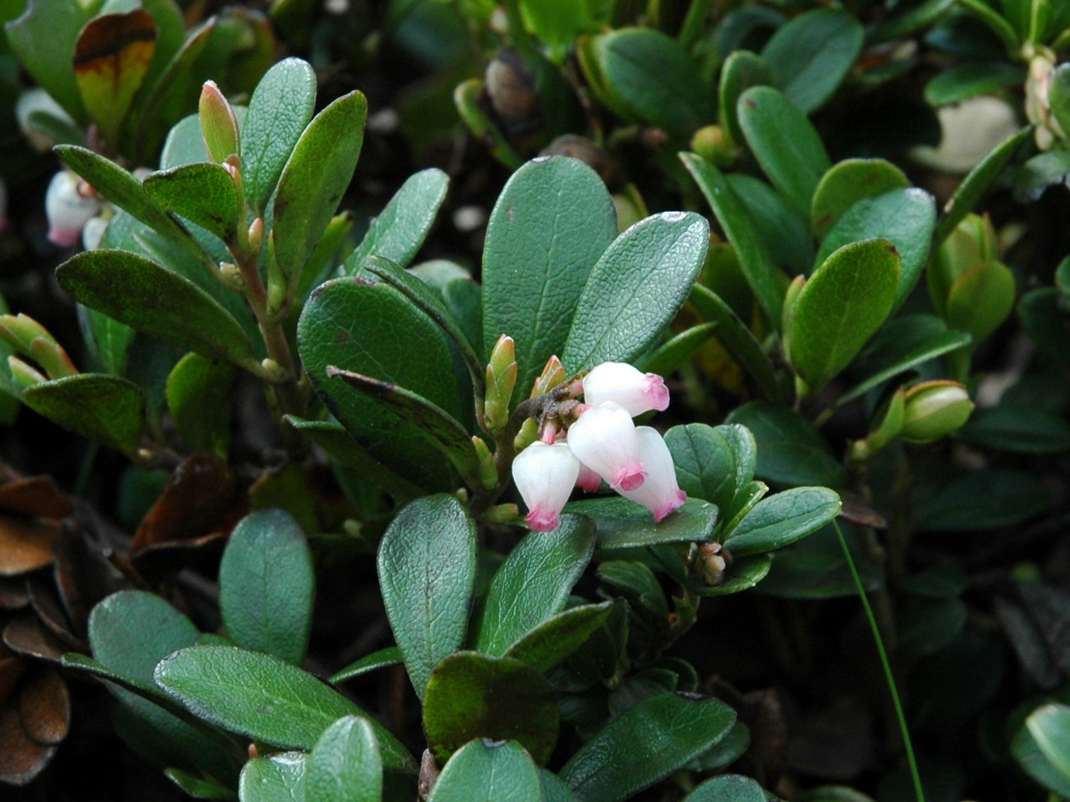 Arctostaphylos uva-ursi / Uva ursina
